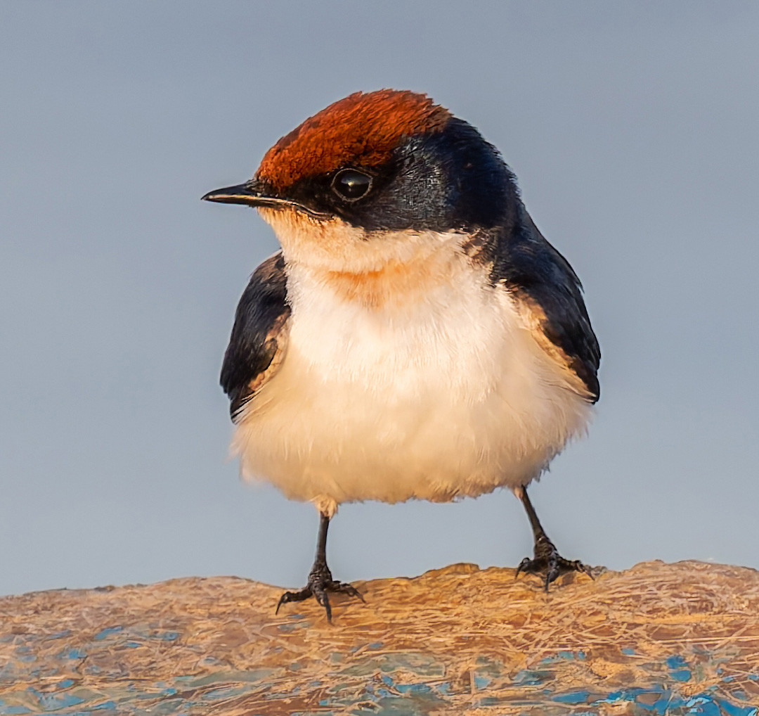 image Mosque Swallow